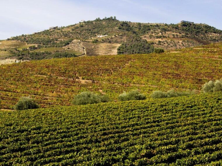 porto-douro-valley-tour-with-3-vineyards-and-lunch