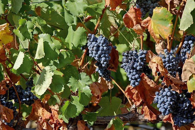 porto-douro-valley-wine-tour-including-lunch