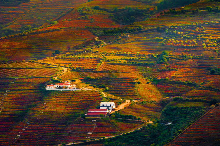 porto-douro-valley-wine-tour-with-a-sommelier-boat-trip