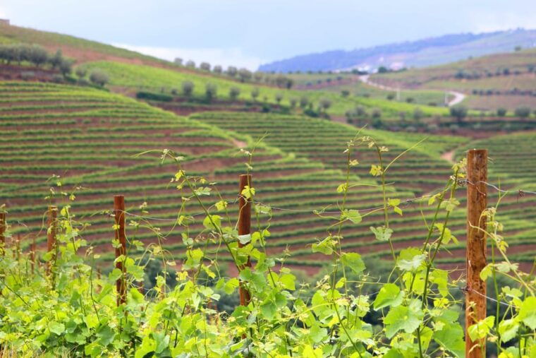 porto-douro-valley-wine-tour-with-lunch-tastings-cruise