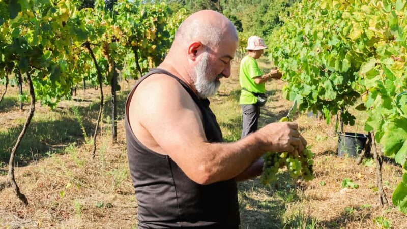 Porto: Green Wine Tasting and visit - What to Expect During the Experience