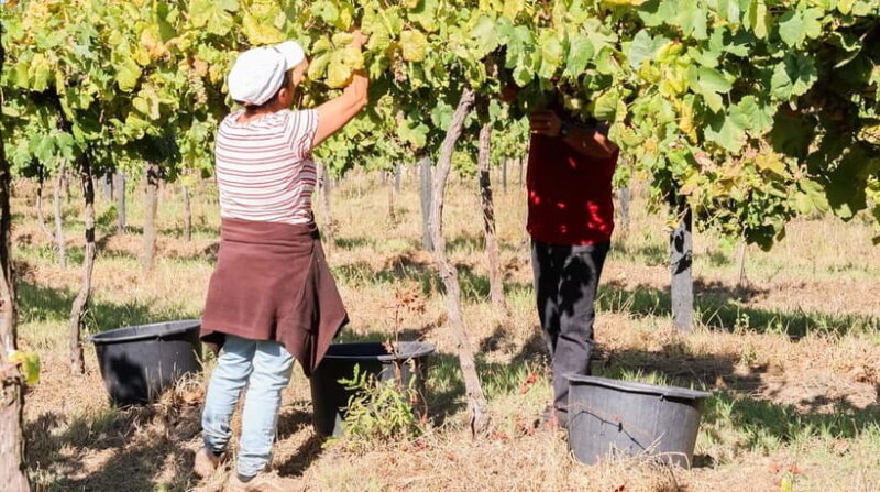 Porto: Green Wine Tasting and visit - Authentic Experiences You Can Expect