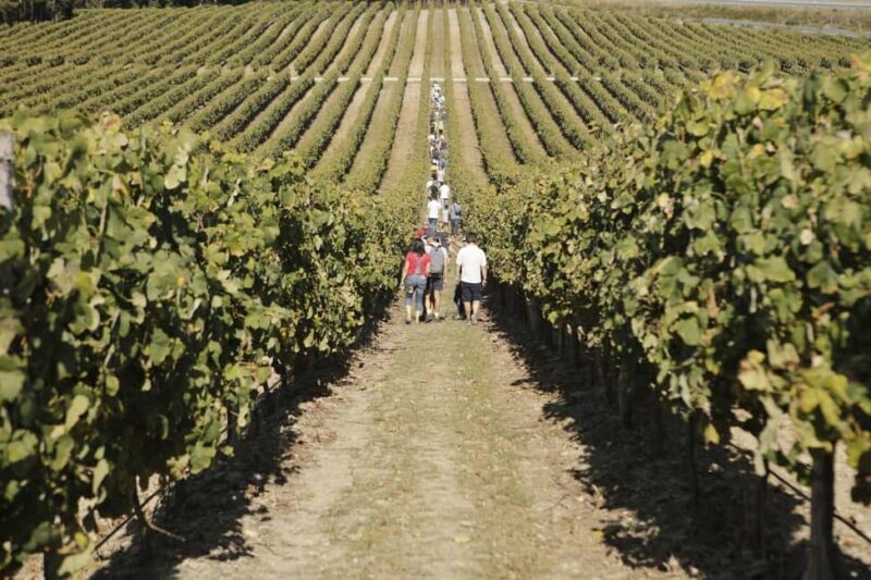 Porto: Green Wine Tasting and visit - Who Is This Tour Best Suited For?