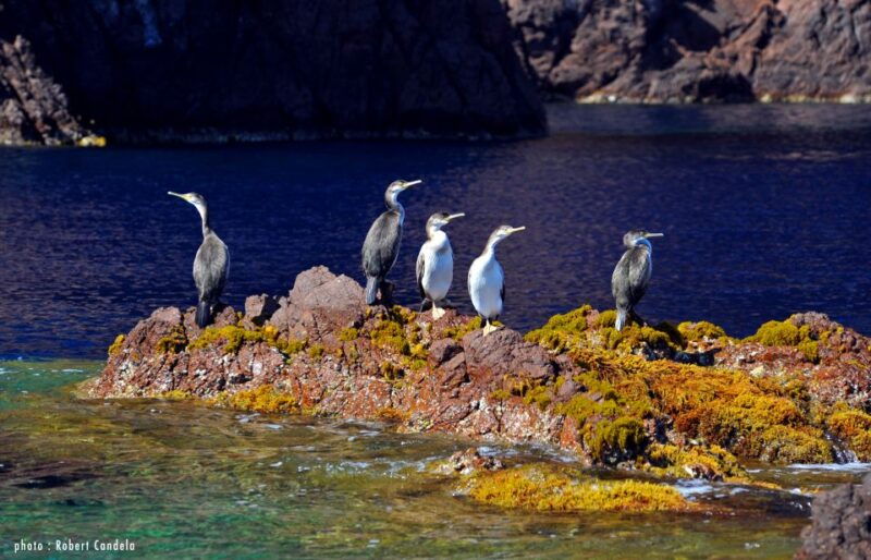 porto-half-day-cruise-scandola-reserve-calanche-de-piana