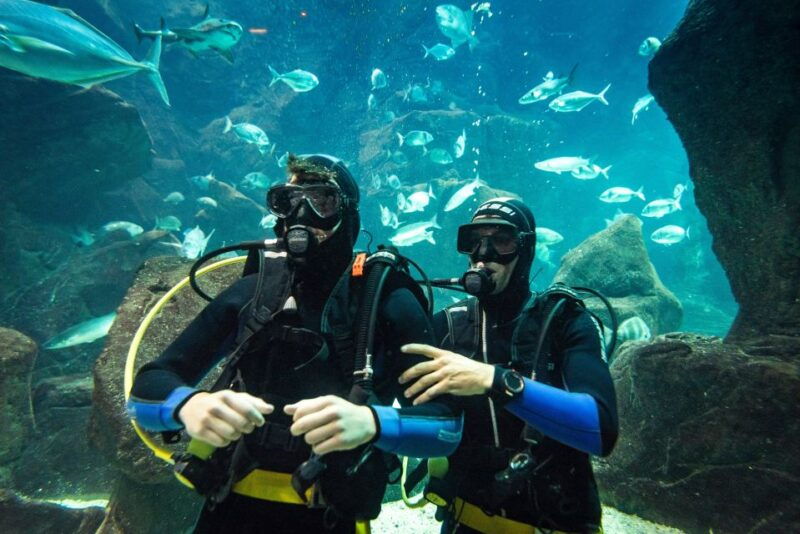 porto-moniz-diving-with-sharks-and-rays-in-madeira-aquarium