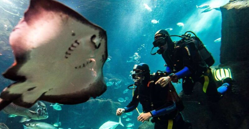 porto-moniz-diving-with-sharks-and-rays-in-madeira-aquarium