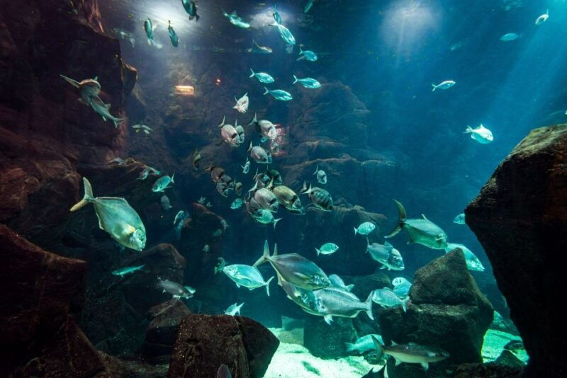 porto-moniz-diving-with-sharks-and-rays-in-madeira-aquarium