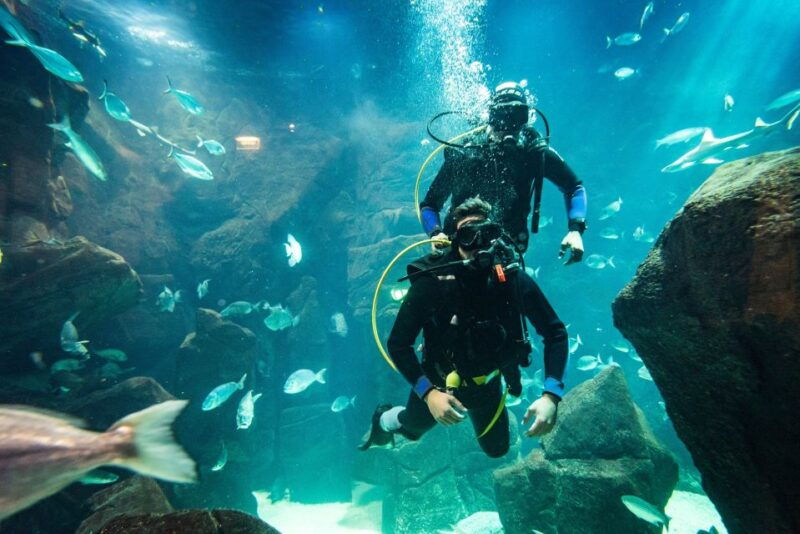 porto-moniz-diving-with-sharks-and-rays-in-madeira-aquarium