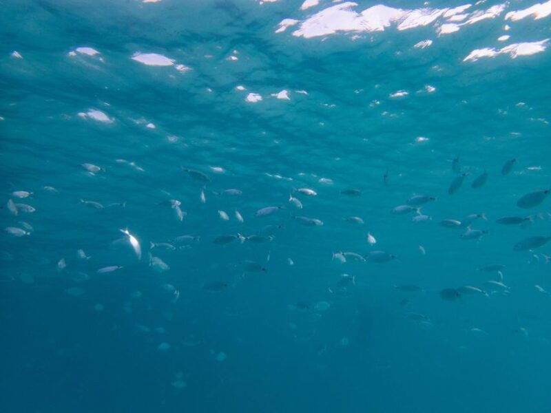porto-pollo-la-maddalena-islands-snorkeling-tour