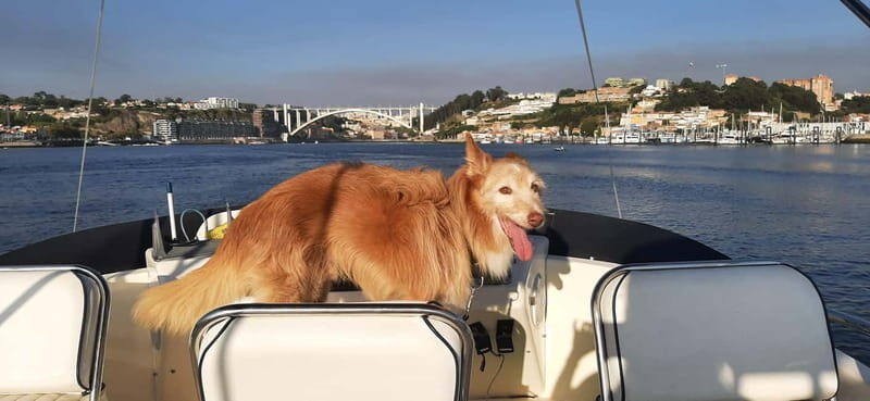 Porto: Private Yacht Tour on Douro River - up to 12 people - Practical Tips for Your Yacht Experience