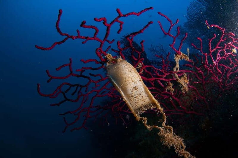 Porto Santo Stefano: Scuba Diving Boat Trip with Lunch - An In-Depth Look at the Experience