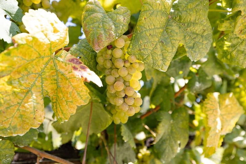 Porto Tour: Vinho Verde / Braga / Guimarães - The Practical Side: Transportation, Timing, and Value