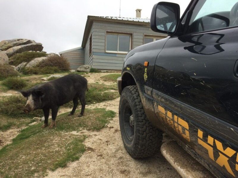 porto-vecchio-cuscionu-plateau-alta-rocca-4x4-tour