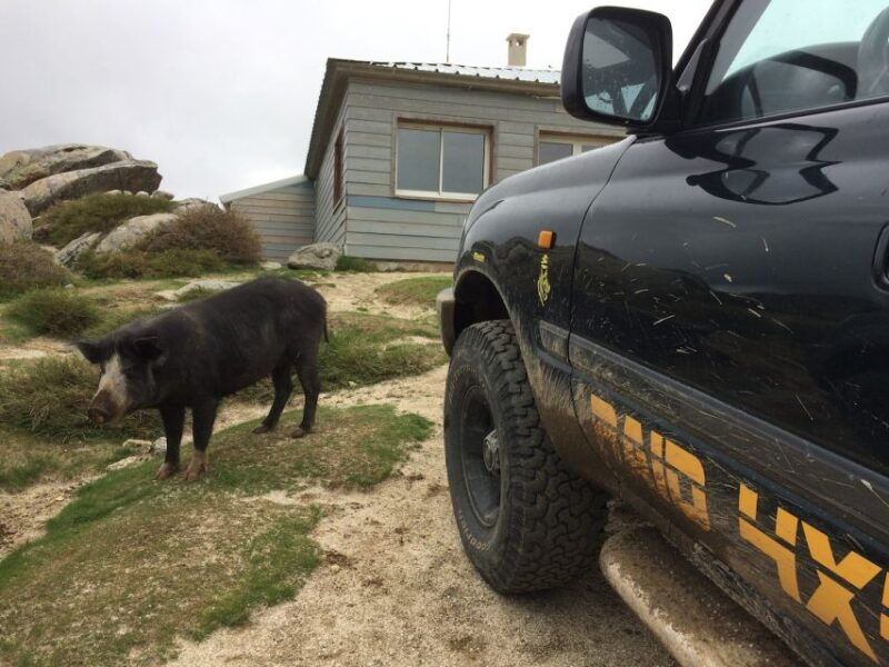 porto-vecchio-forest-hospital-bavella-needles-4x4-tour