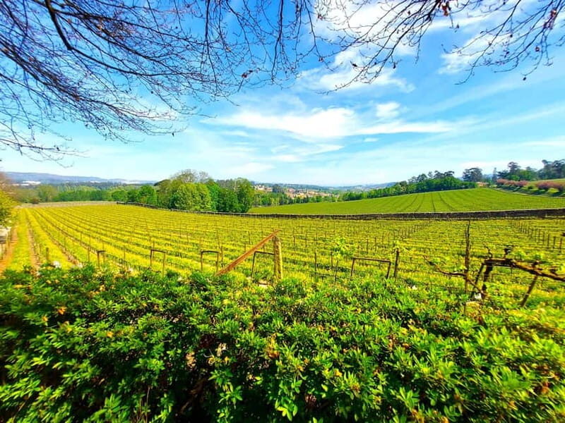 Porto: Wine Tastings (Green Wine) & Lunch & Porto Old Tour - A Taste of Portugal’s Wine and Culture in Porto