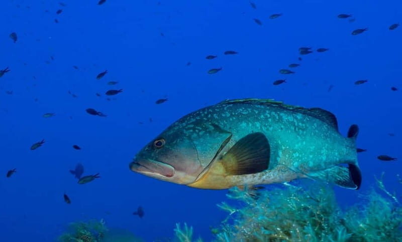 Portofino: scuba diving from Genoa - The Details of the Portofino Scuba Experience