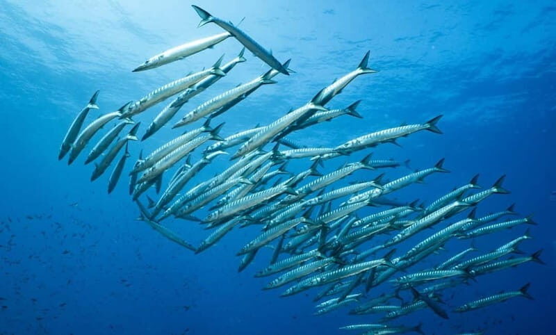Portofino: scuba diving from Genoa - Who Would Love This Experience?