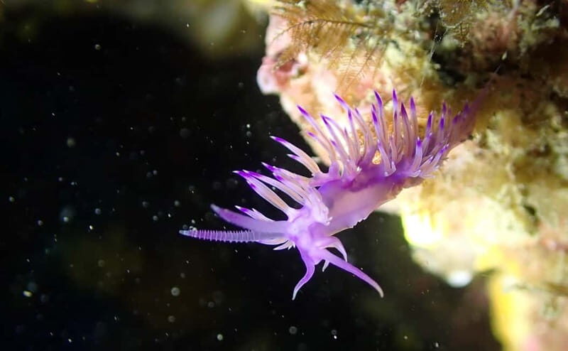 Portofino: scuba diving from Genoa - Frequently Asked Questions
