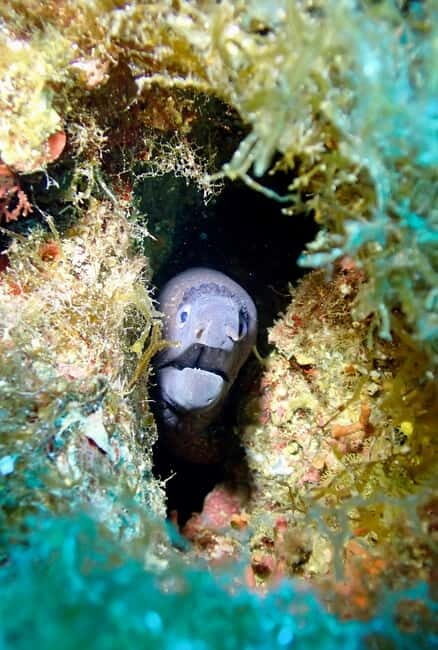 Portofino: scuba diving from Genoa - Final Thoughts
