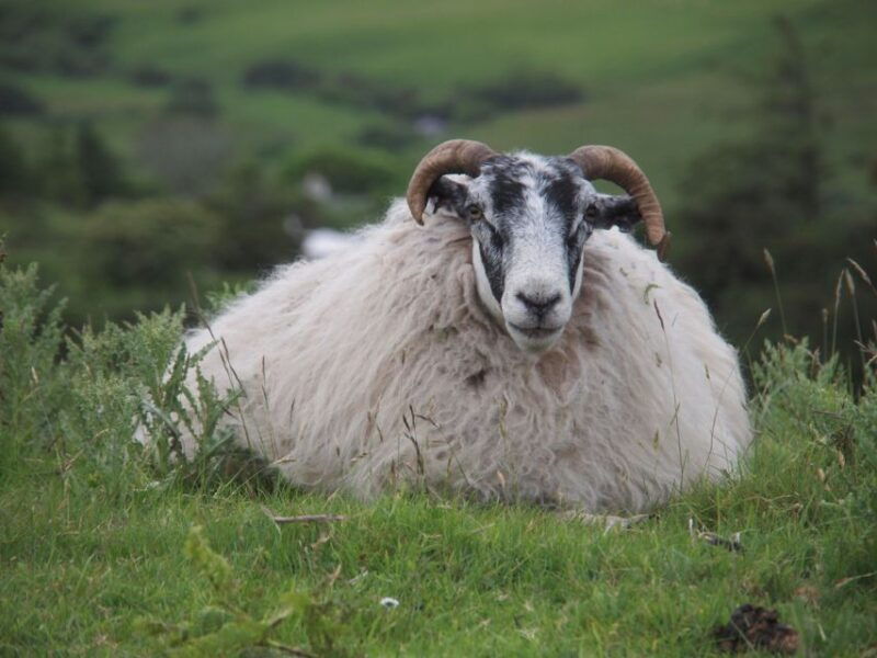 portree-best-of-isle-of-skye-full-day-tour