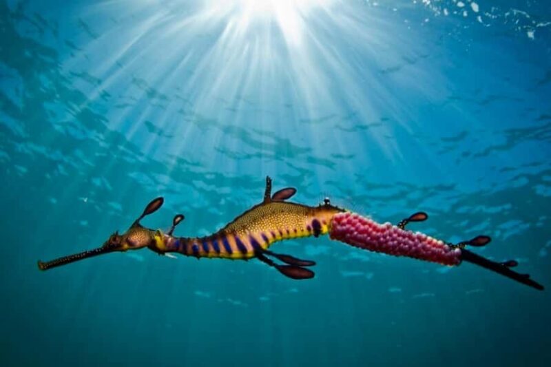 Portsea: Guided Snorkeling Tour with Weedy Sea Dragons - An Overview of the Experience