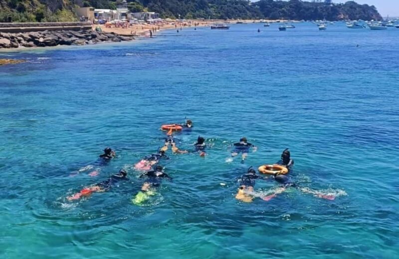 Portsea: Guided Snorkeling Tour with Weedy Sea Dragons - Who Should Consider This Tour?