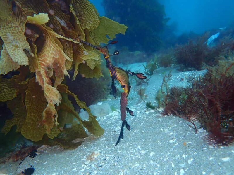 Portsea: Guided Snorkeling Tour with Weedy Sea Dragons - Final Thoughts
