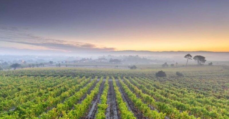 portugal-bairrada-private-tour