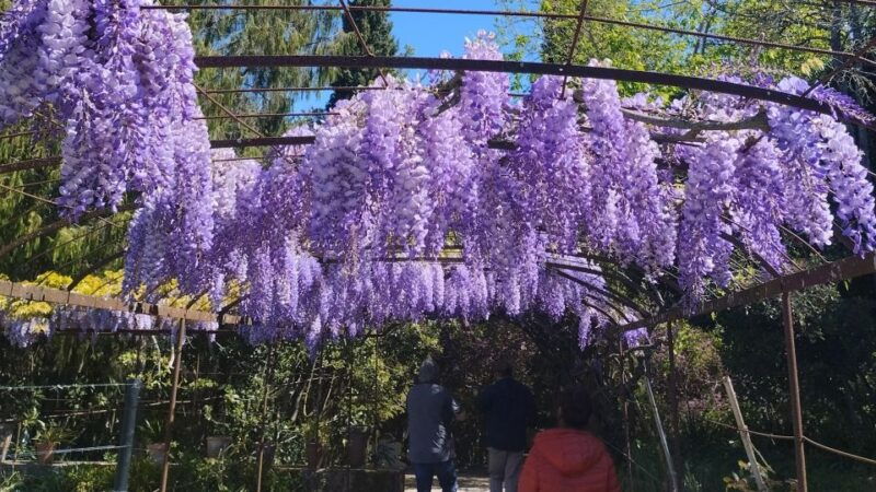 portuguese-wine-history-amazing-landscape