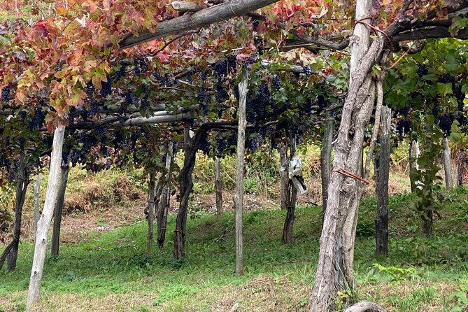 positano-private-transfer-from-to-naples-with-pompeii-guided-tour-3