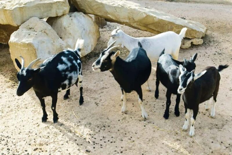 Postcards of Boa Vista 4x4 Tour with Shipwreck & Local Lunch - Final Thoughts