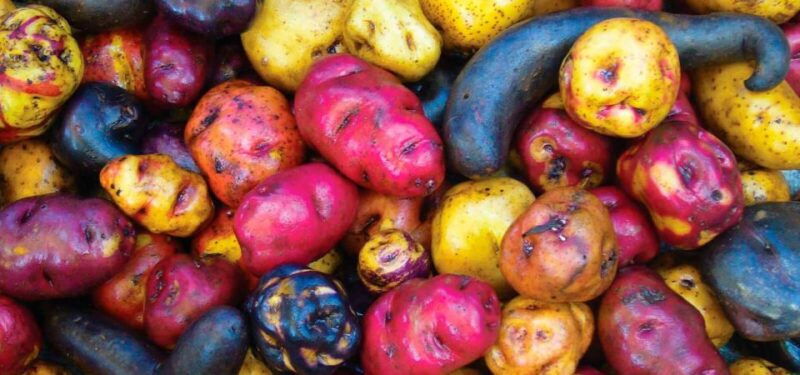 potato-park-community-based-tourism-in-the-sacred-valley