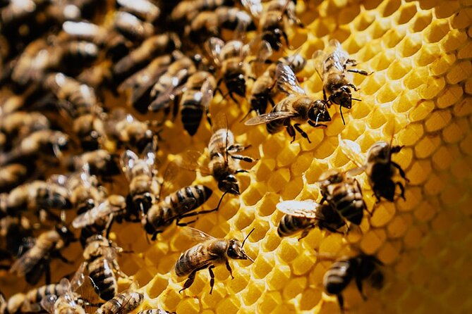 pottery-honey-olive-oil-experience