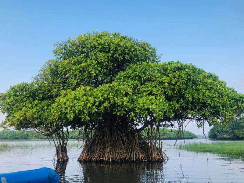 pottuvil-lagoon-eco-tour-mangrove-adventure-in-arugam-bay