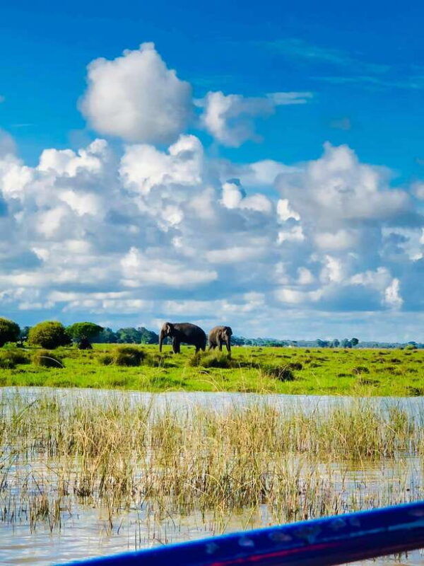 pottuvil-lagoon-eco-tour-mangrove-adventure-in-arugam-bay