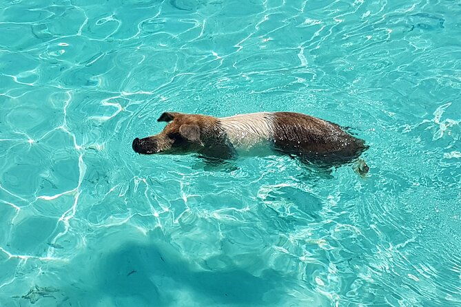 powerboat-and-snorkel-experience-with-swimming-pigs-and-turtles