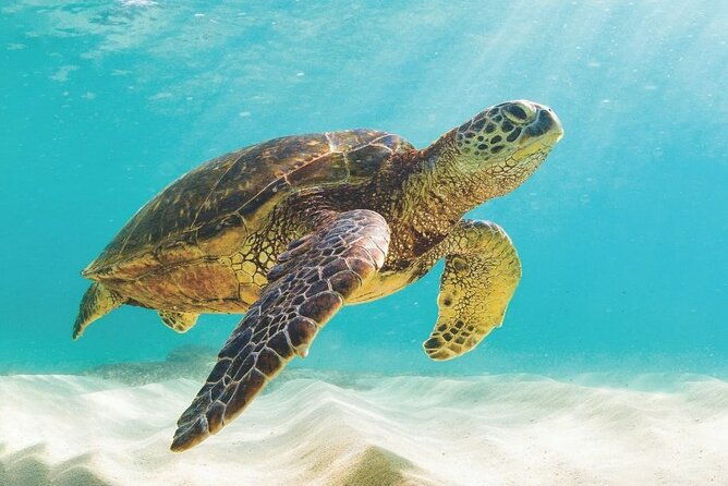 powerboat-and-snorkel-experience-with-swimming-pigs-and-turtles