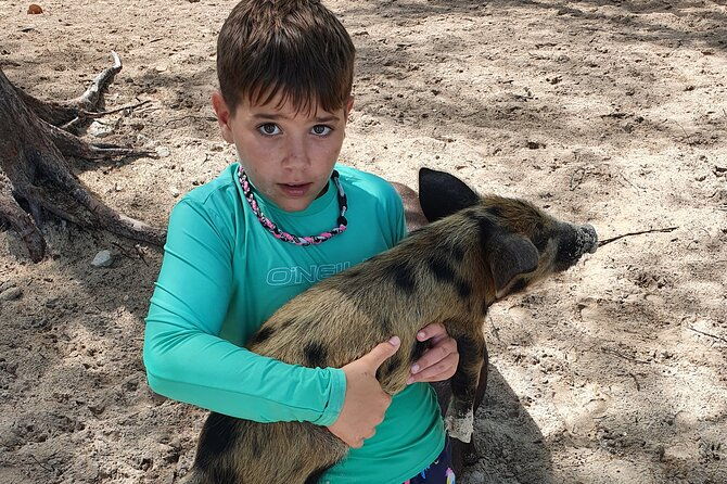 powerboat-and-snorkel-experience-with-swimming-pigs-and-turtles