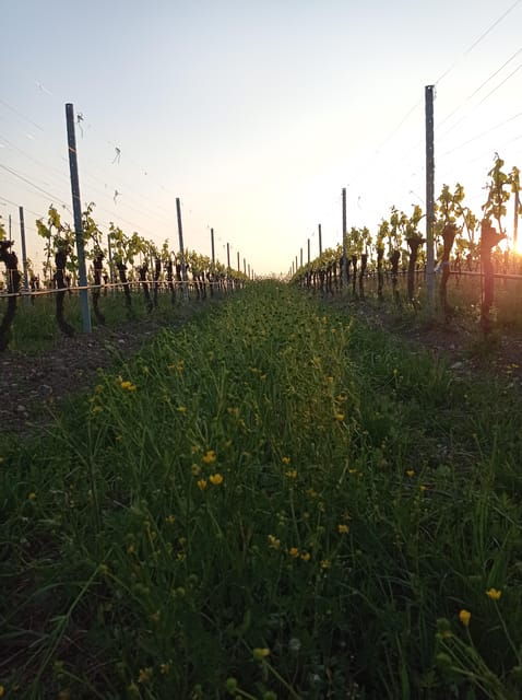 pozzolengo-vineyard-tour-and-tasting-of-typical-garda-wines
