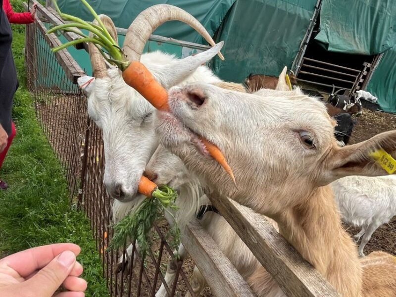 prague-bohemian-uplands-garnet-panninganimal-farm-4wd-tour