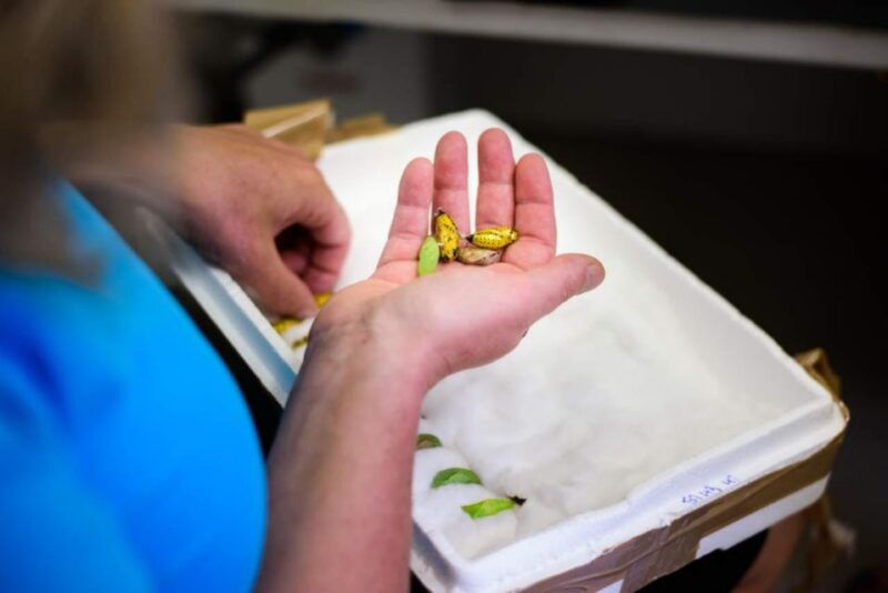 prague-papilonia-butterfly-house