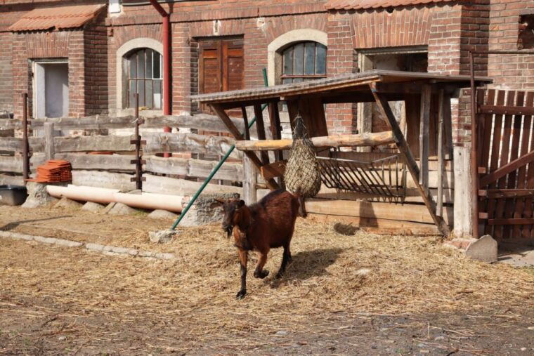 prague-psychiatric-hospital-and-abandoned-cemetery-tour