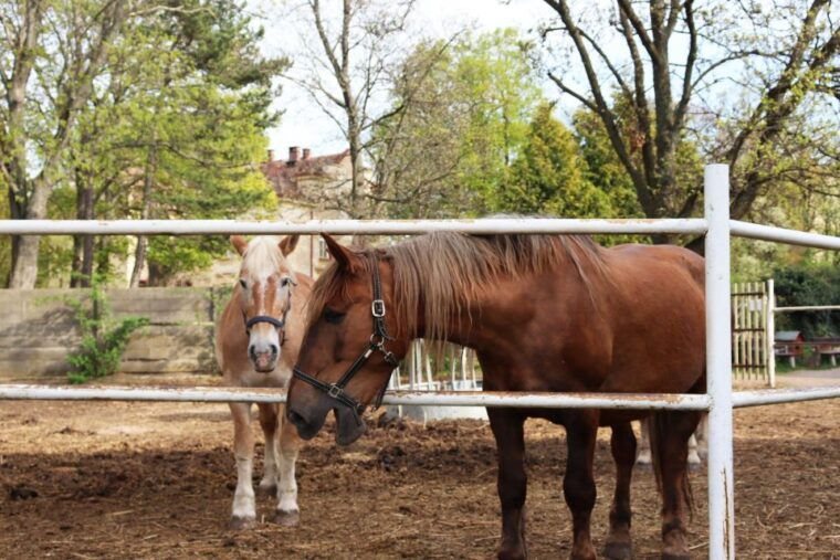prague-psychiatric-hospital-and-abandoned-cemetery-tour