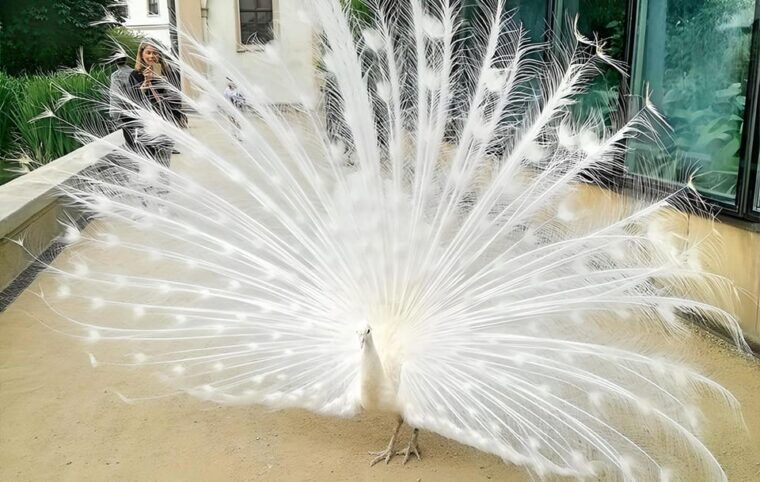 prague-renaissance-and-baroque-gardens-walking-tour