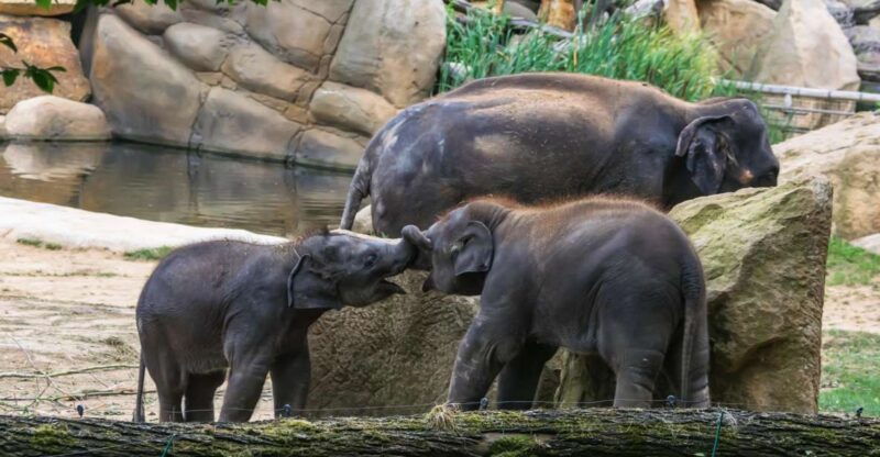 prague-zoo-skip-the-line-tickets-and-private-transfers
