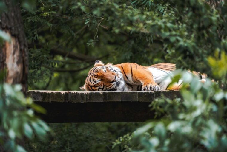 prague-zoo-skip-the-line-tickets-and-private-transfers