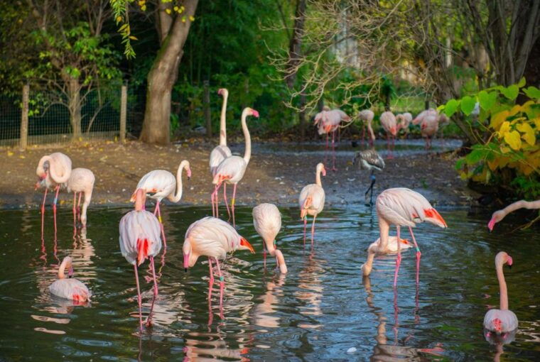 prague-zoo-skip-the-line-tickets-and-private-transfers