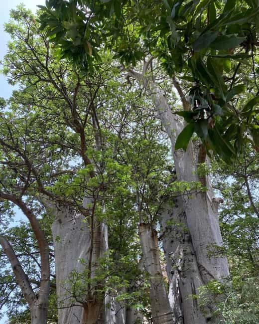 Praia: Guided Nature Hike to Cidade Velha - Exploring the Tour in Detail