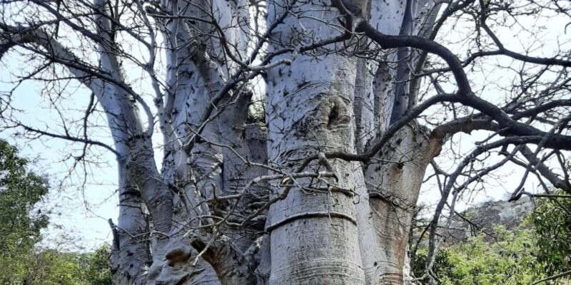 Praia: Guided Nature Hike to Cidade Velha - Who Will Appreciate This Tour?