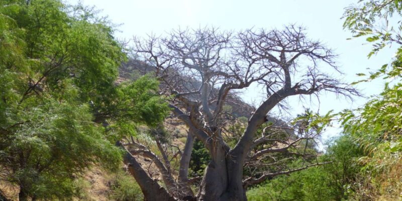 Praia: Guided Nature Hike to Cidade Velha - The Sum Up